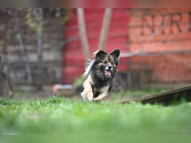 Ria -Tibetspaniel - Zwerspitz Mischlingsdame