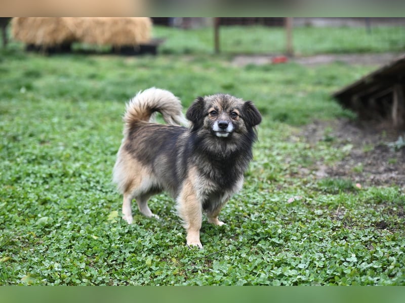 Ria -Tibetspaniel - Zwerspitz Mischlingsdame