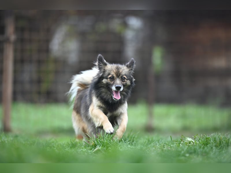 Ria -Tibetspaniel - Zwerspitz Mischlingsdame