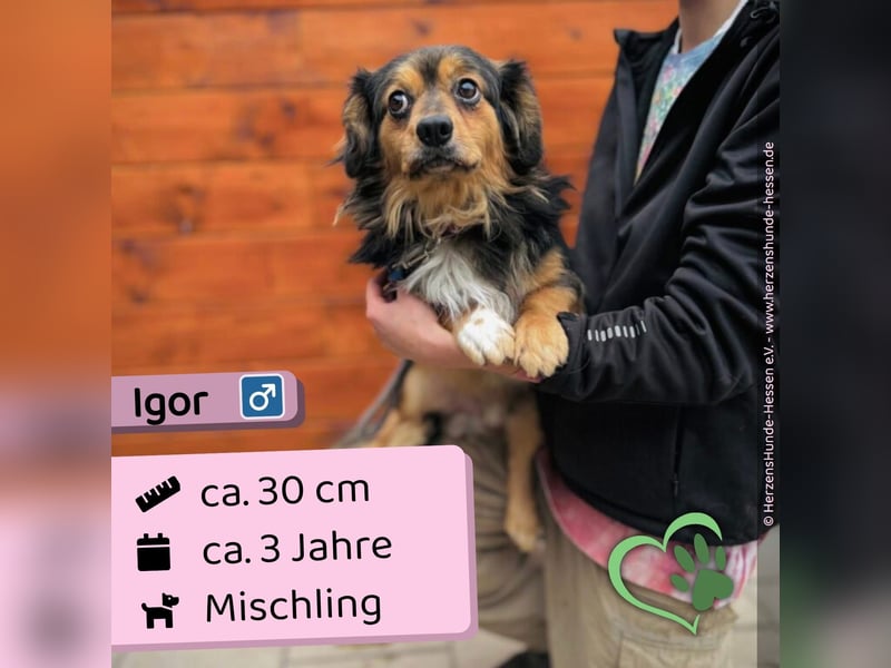 Igor