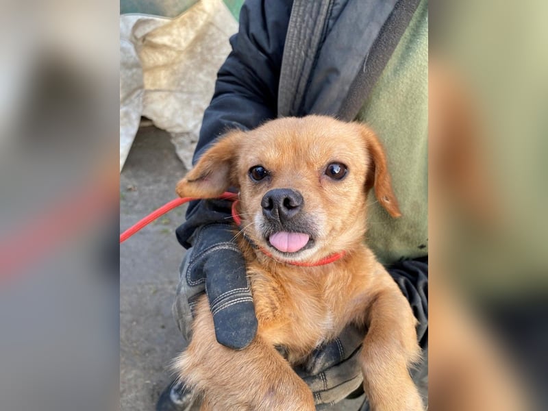 Maggie LM – kleine Zuckerschnute sucht Für-Immer-Zuhause