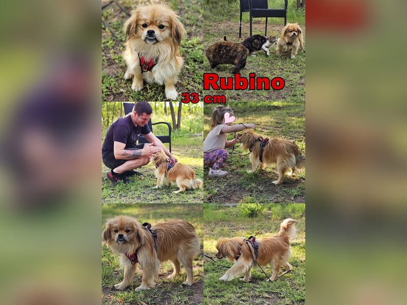 Rubino hat wahrscheinlich viel gehungert