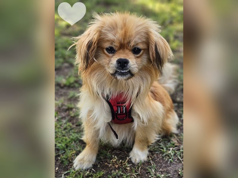 Rubino hat wahrscheinlich viel gehungert