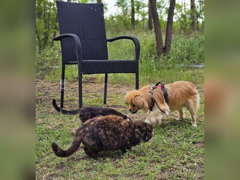 Rubino hat wahrscheinlich viel gehungert