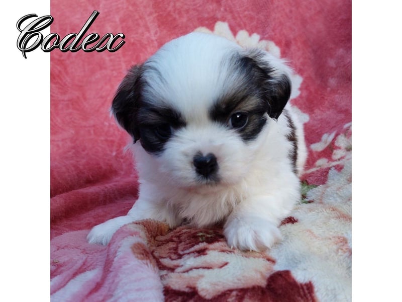 Tibet-Spaniel – mit PP/FCI