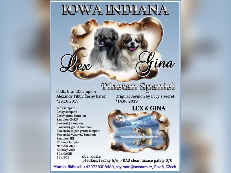 Tibet-Spaniel – mit PP/FCI