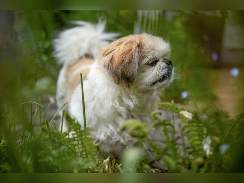 Opi Rocky - sucht ein gemütliches Plätzchen - Tierhilfe Franken e.V.