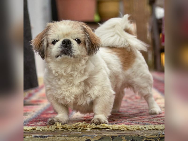 Opi Rocky - sucht ein gemütliches Plätzchen - Tierhilfe Franken e.V.