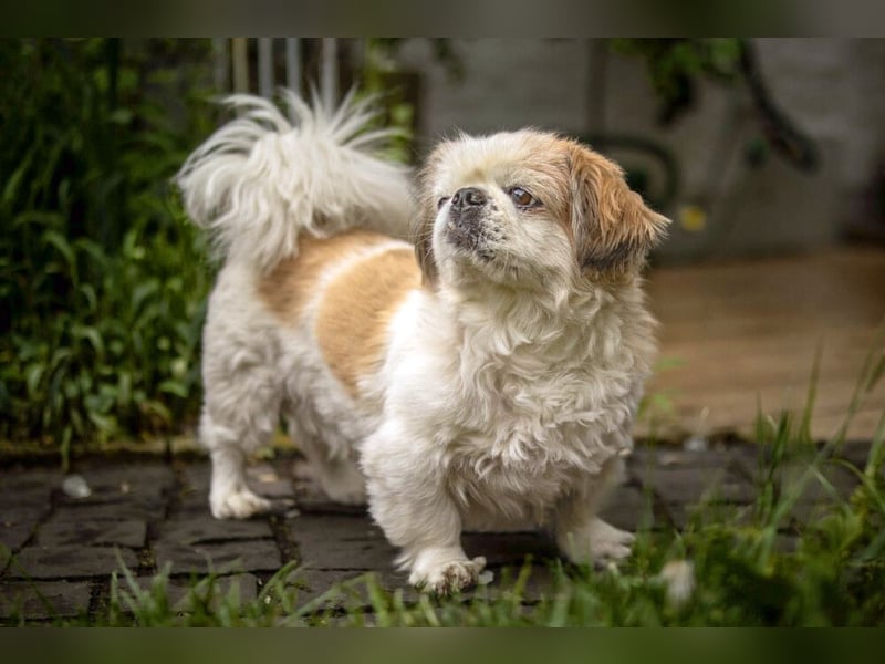 Opi Rocky - sucht ein gemütliches Plätzchen - Tierhilfe Franken e.V.