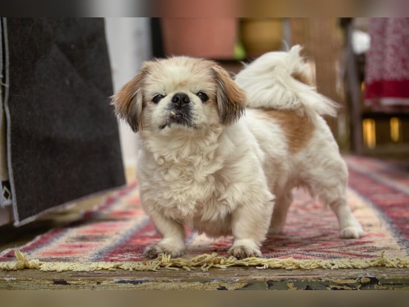 Opi Rocky - sucht ein gemütliches Plätzchen - Tierhilfe Franken e.V.