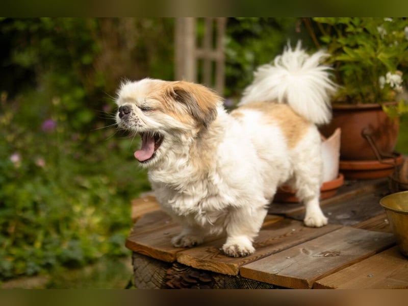 Opi Rocky - sucht ein gemütliches Plätzchen - Tierhilfe Franken e.V.