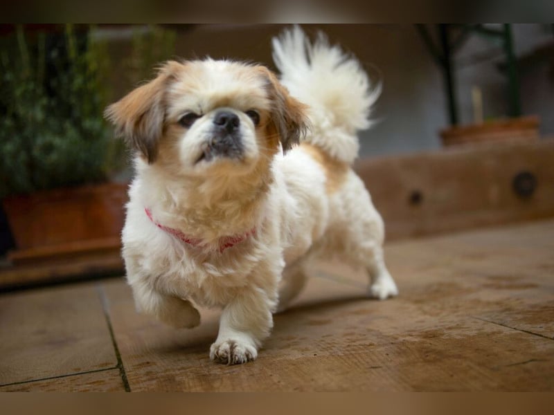 Opi Rocky - sucht ein gemütliches Plätzchen - Tierhilfe Franken e.V.