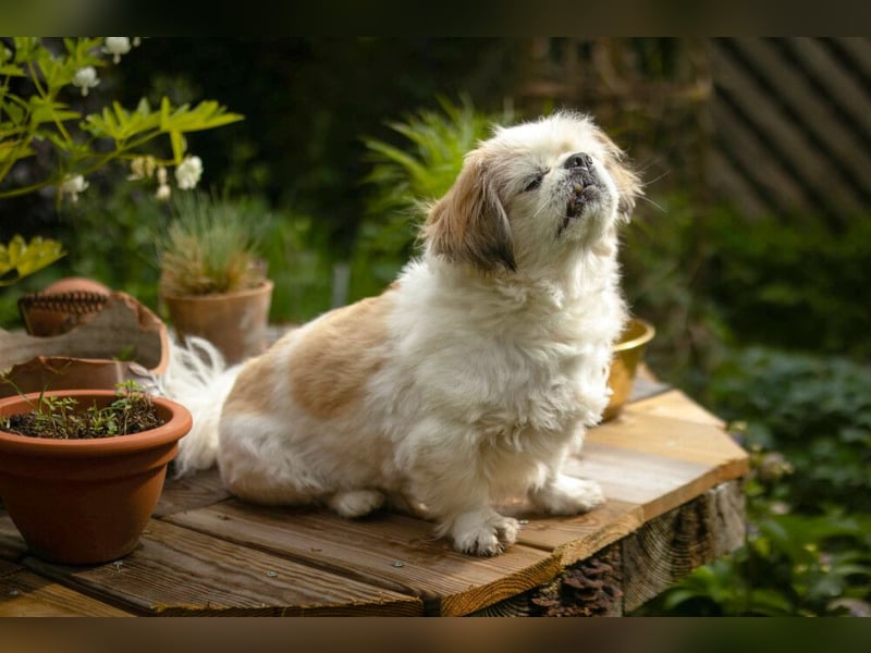 Opi Rocky - sucht ein gemütliches Plätzchen - Tierhilfe Franken e.V.