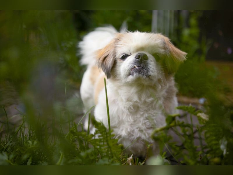 Opi Rocky - sucht ein gemütliches Plätzchen - Tierhilfe Franken e.V.