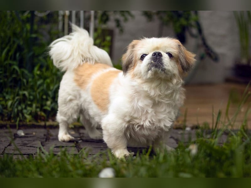 Opi Rocky - sucht ein gemütliches Plätzchen - Tierhilfe Franken e.V.