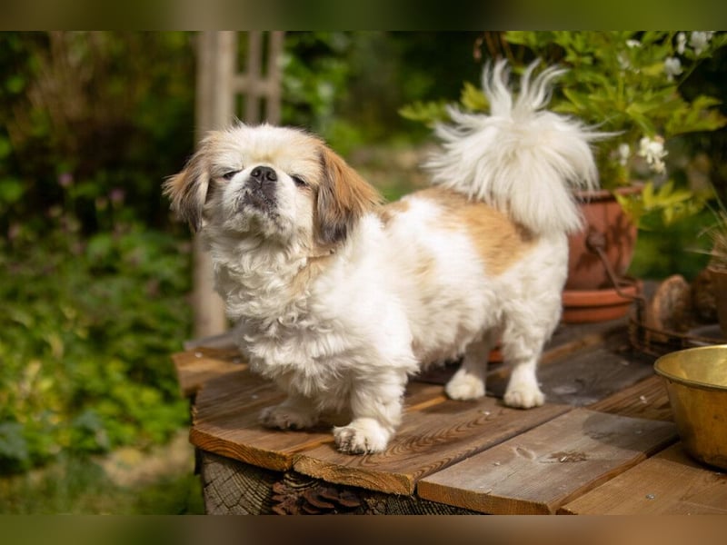 Opi Rocky - sucht ein gemütliches Plätzchen - Tierhilfe Franken e.V.