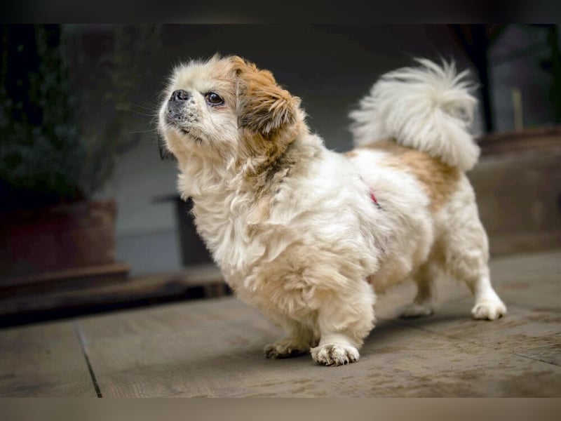 Opi Rocky - sucht ein gemütliches Plätzchen - Tierhilfe Franken e.V.