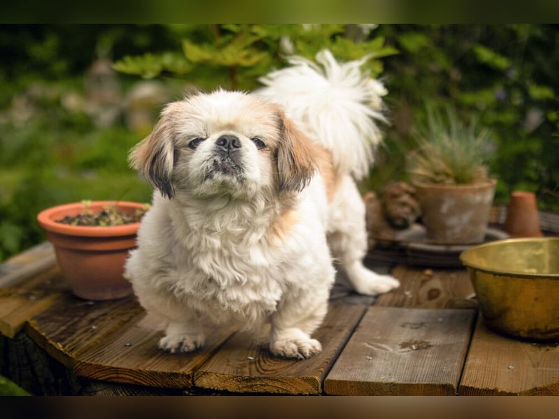 Opi Rocky - sucht ein gemütliches Plätzchen - Tierhilfe Franken e.V.
