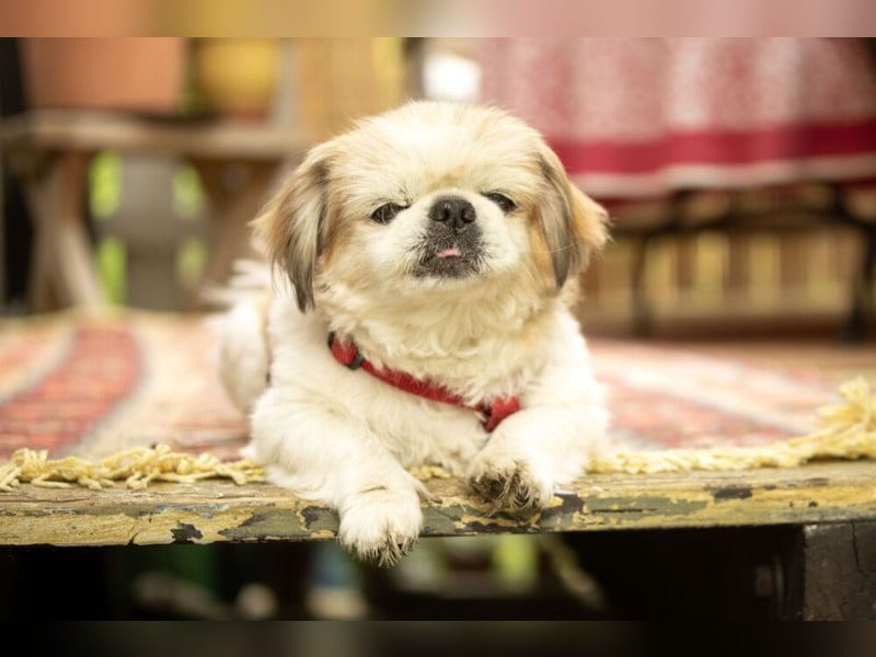 Opi Rocky - sucht ein gemütliches Plätzchen - Tierhilfe Franken e.V.