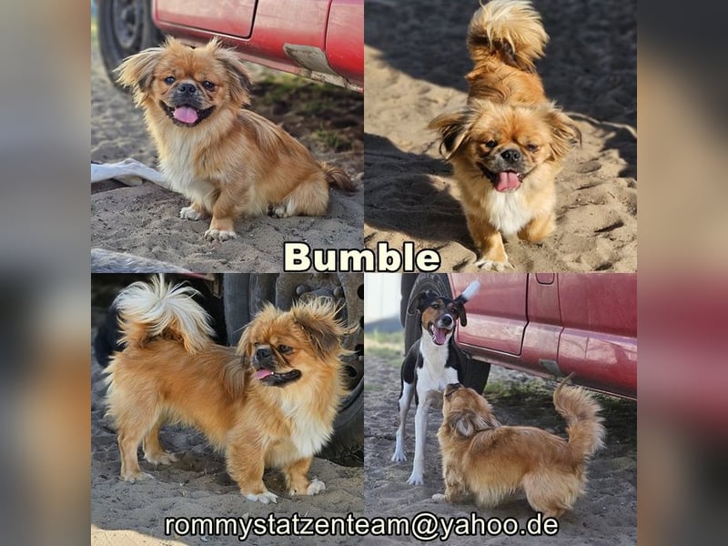 Bumble wurde sich selbst überlassen
