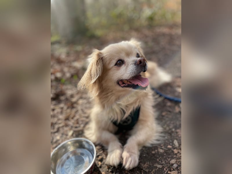 Miko Tibet Spaniel-Mix sucht ruhiges Zuhause