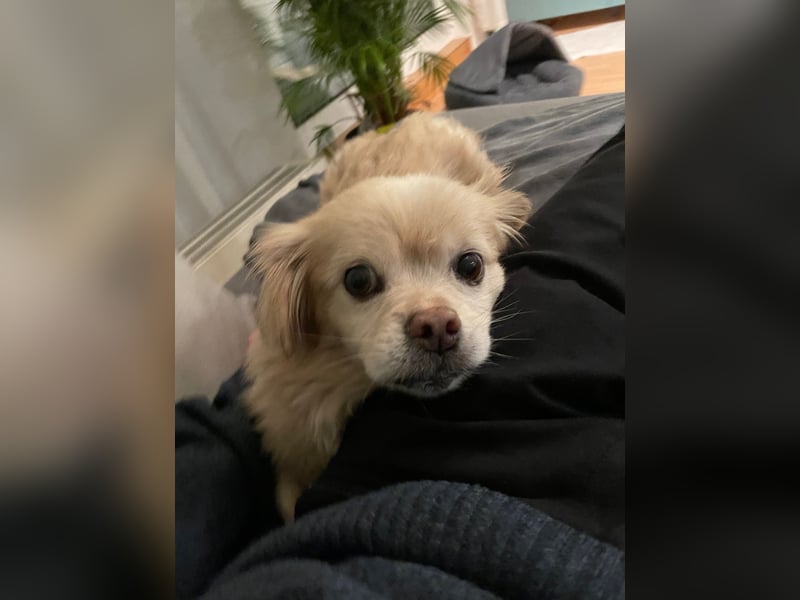 Miko Tibet Spaniel-Mix sucht ruhiges Zuhause