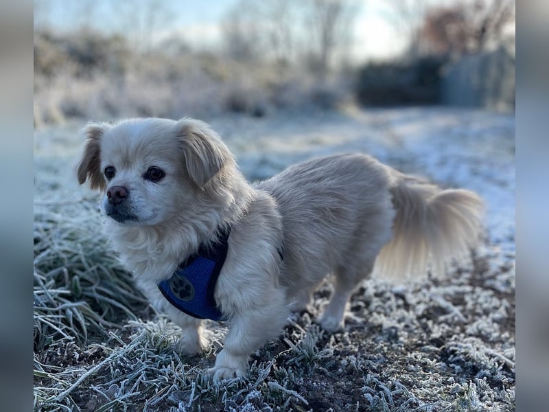 Miko Tibet Spaniel-Mix sucht ruhiges Zuhause
