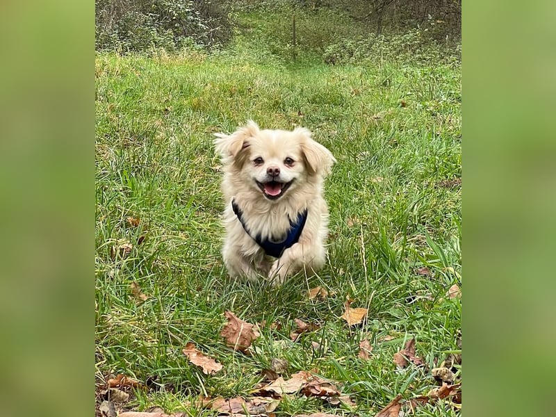 Miko Tibet Spaniel-Mix sucht ruhiges Zuhause