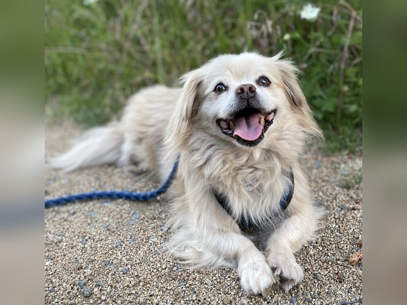 Miko Tibet Spaniel-Mix sucht ruhiges Zuhause