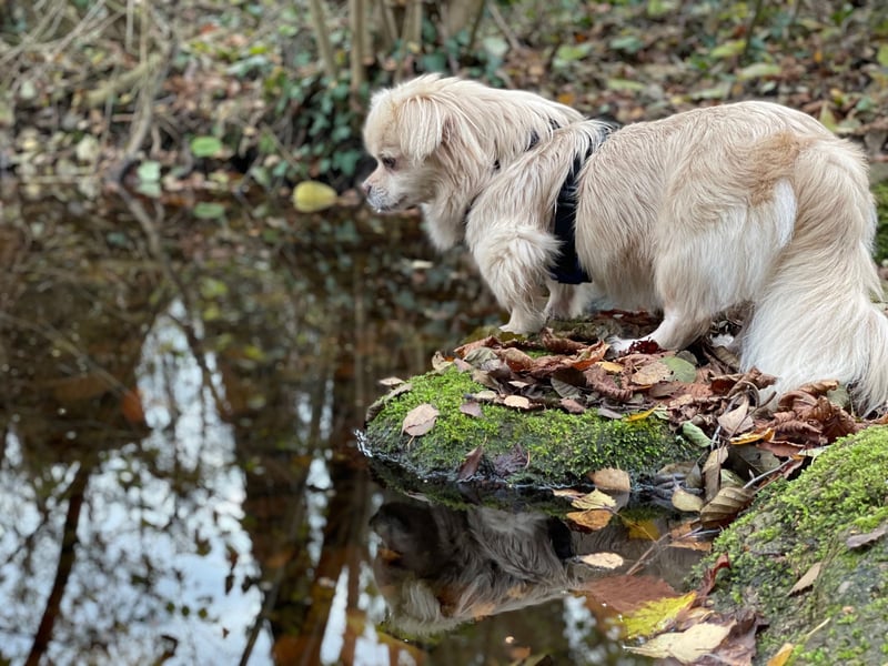 Miko Tibet Spaniel-Mix sucht ruhiges Zuhause