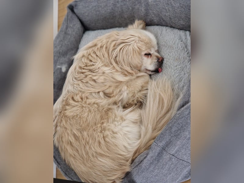 Miko Tibet Spaniel-Mix sucht ruhiges Zuhause