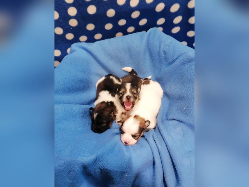 Tibet Spaniel Welpen aus ENCI/FCI Zucht