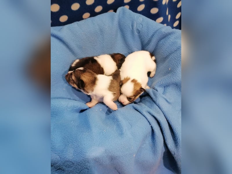 Tibet Spaniel Welpen aus ENCI/FCI Zucht