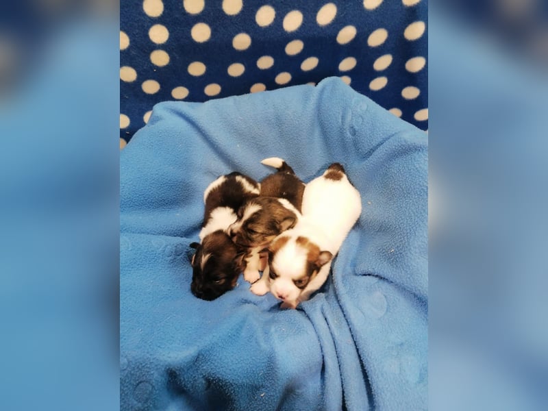Tibet Spaniel Welpen aus ENCI/FCI Zucht