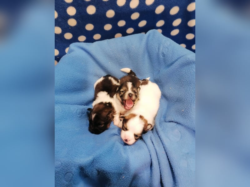 Tibet Spaniel Welpen aus ENCI/FCI Zucht
