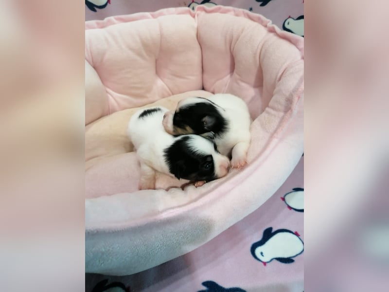 Tibet Spaniel Welpen aus ENCI/FCI Zucht