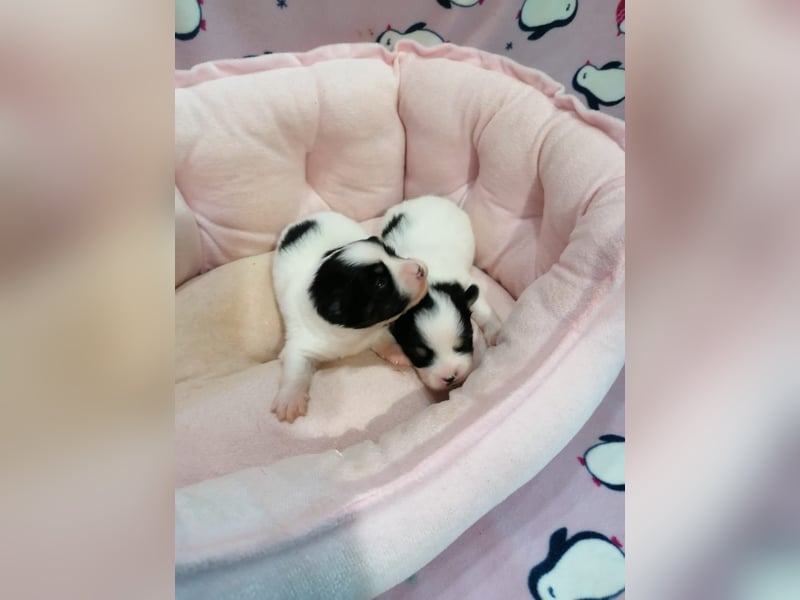Tibet Spaniel Welpen aus ENCI/FCI Zucht