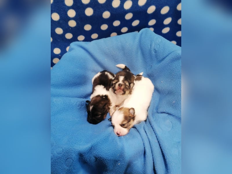 Tibet Spaniel Welpen aus ENCI/FCI Zucht