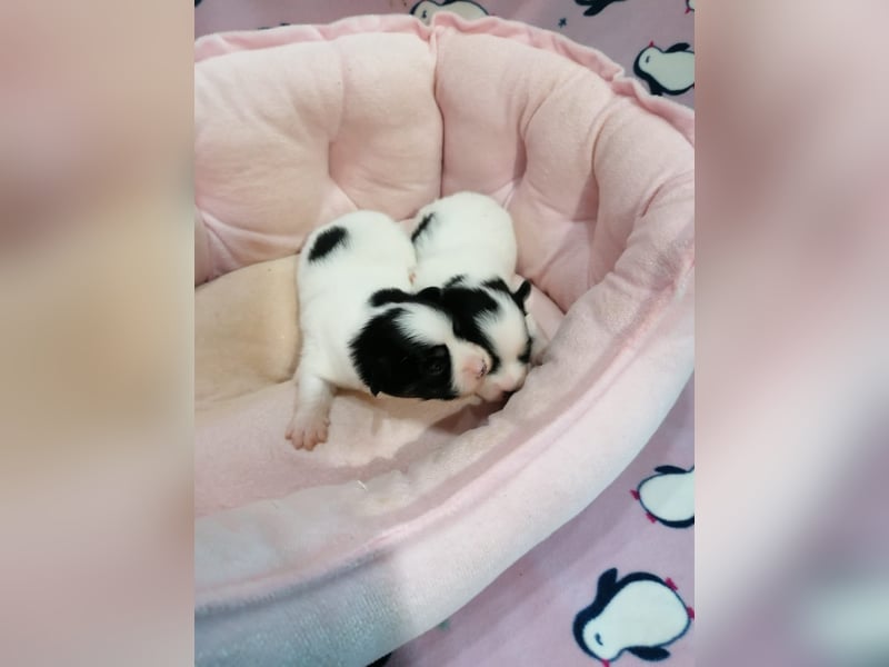 Tibet Spaniel Welpen aus ENCI/FCI Zucht
