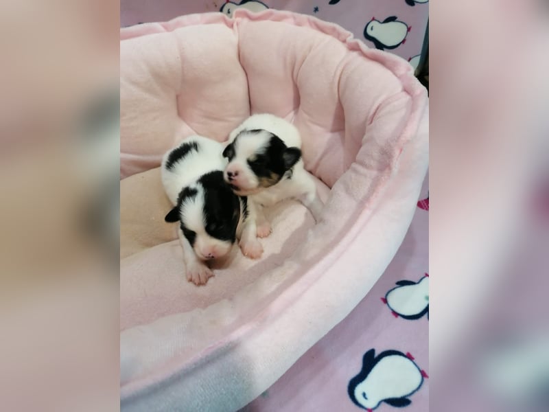 Tibet Spaniel Welpen aus ENCI/FCI Zucht