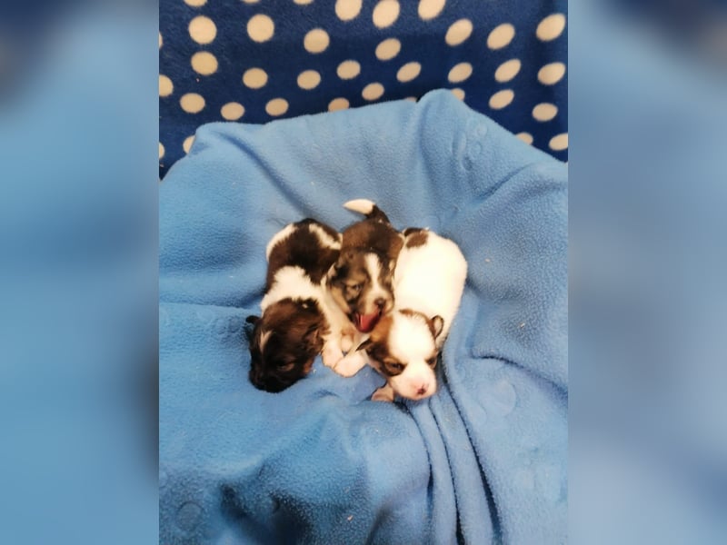 Tibet Spaniel Welpen aus ENCI/FCI Zucht