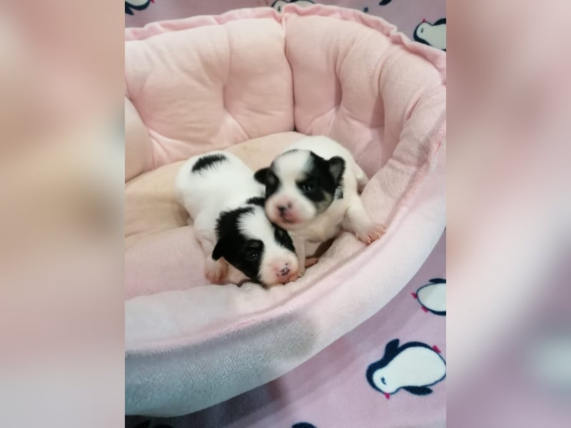 Tibet Spaniel Welpen aus ENCI/FCI Zucht