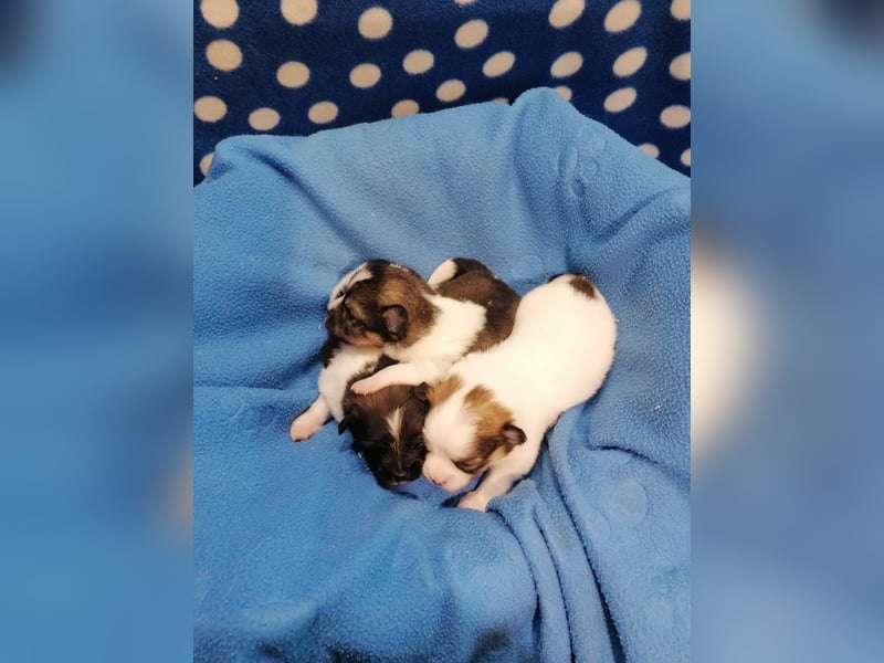 Tibet Spaniel Welpen aus ENCI/FCI Zucht
