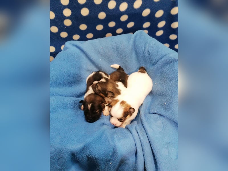 Tibet Spaniel Welpen aus ENCI/FCI Zucht