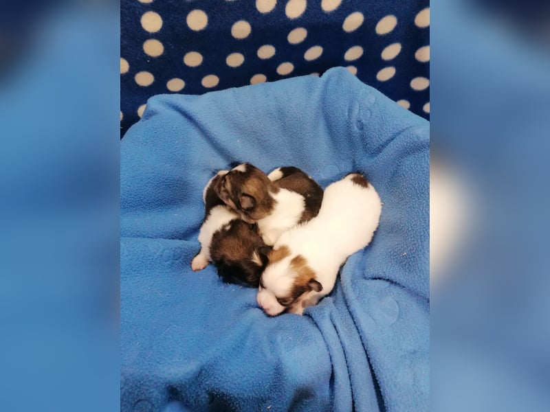 Tibet Spaniel Welpen aus ENCI/FCI Zucht