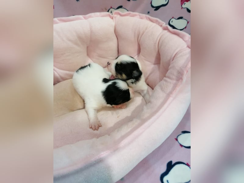 Tibet Spaniel Welpen aus ENCI/FCI Zucht