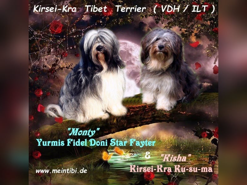 Wurfankündigung - Kirsei-Kra Tibet Terrier Welpen ( VDH / ILT )