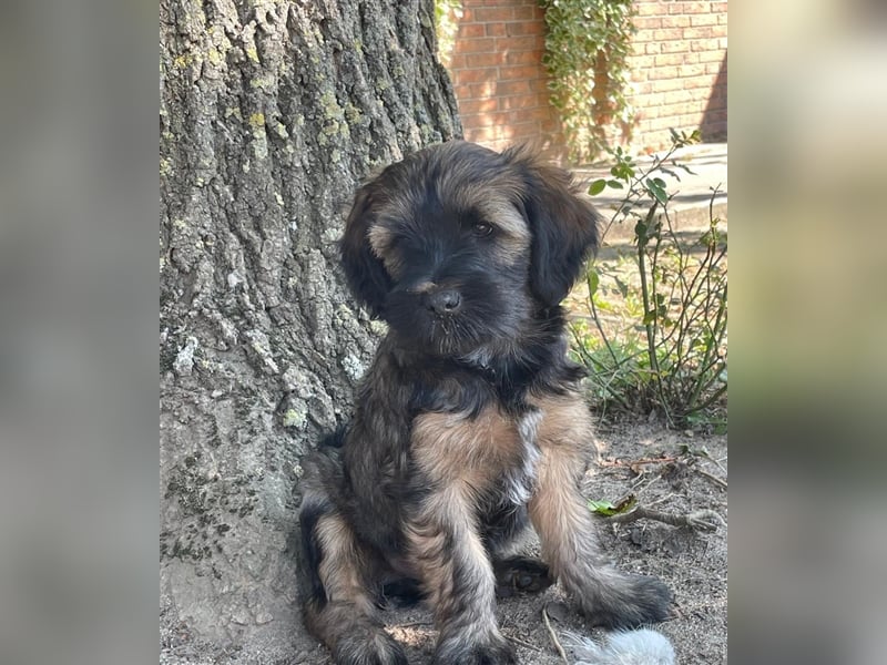 Tibet Terrier Welpe