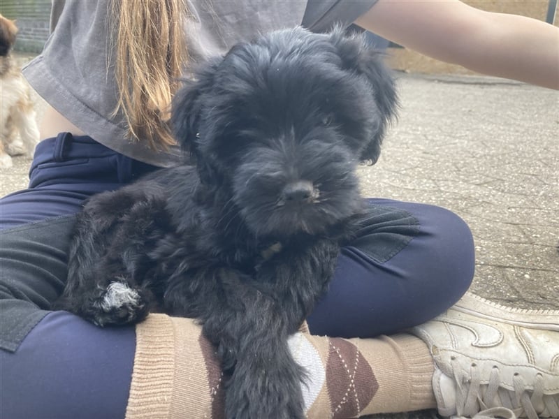 Tibet Terrier Welpe