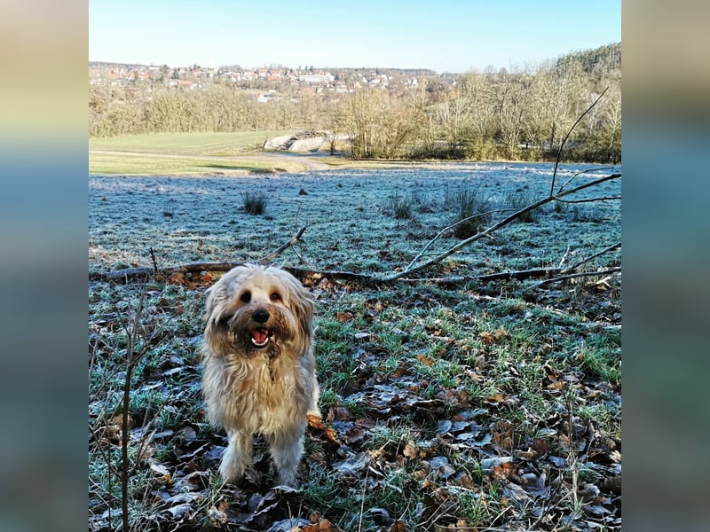 Prachtvoller Tibet Terrier (5 J.) mit Papieren als Deckrüde verfügbar
